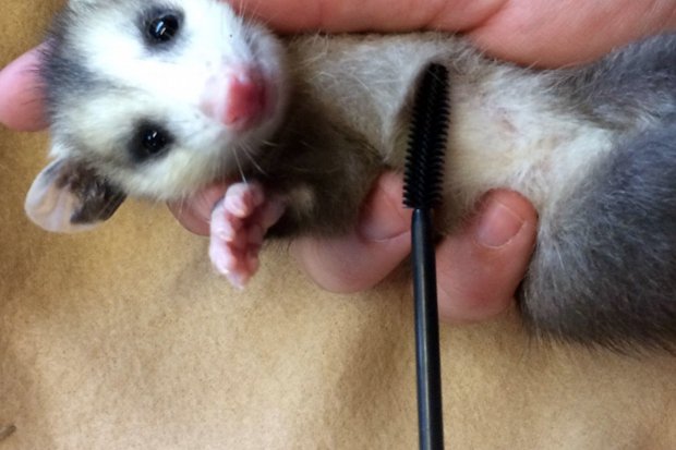 Moist N Wild Collects Mascara Wands to Assist Wildlife Rehabilitation – Broke and Stunning